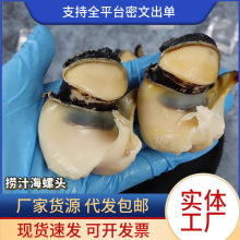 新鲜剥取海螺头大海螺海螺肉冷冻新鲜去内脏海鲜水产包邮顺丰批发