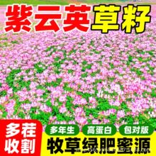 紫云英草籽绿肥种子红花草养蜂蜜源绿肥花海绿化四季高产牧草种子