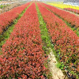 Red Leaf Heather Sapling Greening Project Flame Red Leaf Heather Courtyard Fence Fence Plant All Year Round Small Seedling Green Plant