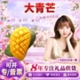 越南新鲜芒果水果果盘
