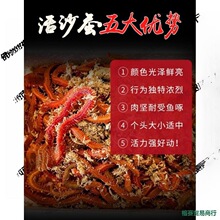 沙蚕邮虫蜈蚣路活亚鱼饵饵红虫包鱼饵海青蚂蝗鲈鱼饵海活包