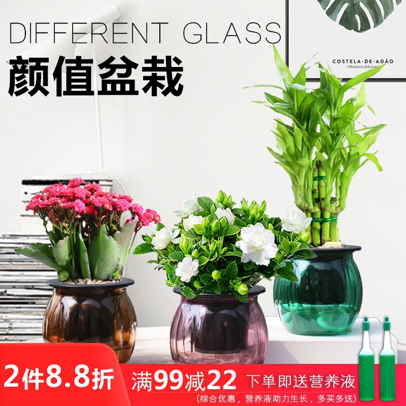 富贵竹盆栽长寿花栀子花室内四季开花植物办公室净化空气小盆栽 阿里巴巴