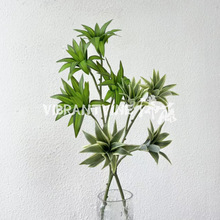 4�^�ٺ���Ƶ�Ҿ�ܛ�b�쾰��ֲ��ɭϵ��Y���÷���Gֲ�羳���Q