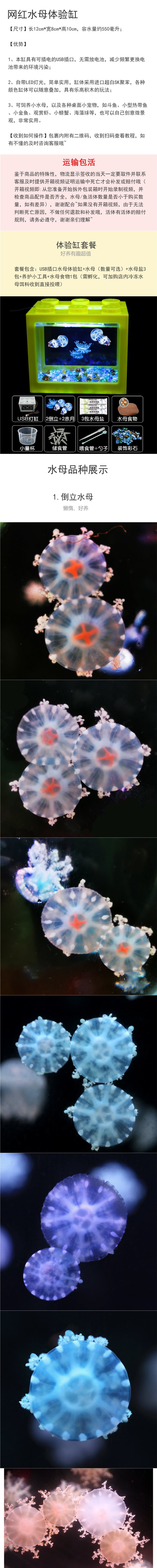 赤月倒立海月水母活物体验缸小型桌面宿舍好养水生宠物观赏小水母