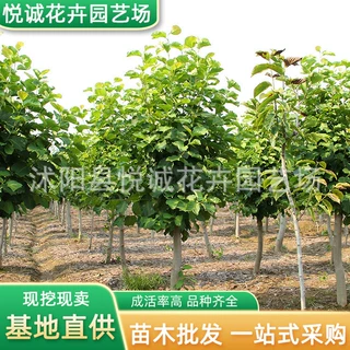 红白黄玉兰树苗庭院种植行道紫玉兰园林工程绿化耐寒玉兰防护树