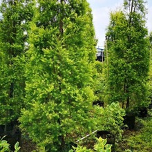 �S������ǧ�ӽ����l