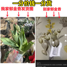 水培郁金香大种球花种子花卉盆栽绿植物室内百合鲜花好养活风信子