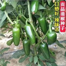 港椒种子香辣泡椒种子可腌制咸菜子弹头墨西哥辣椒种子蔬菜种子