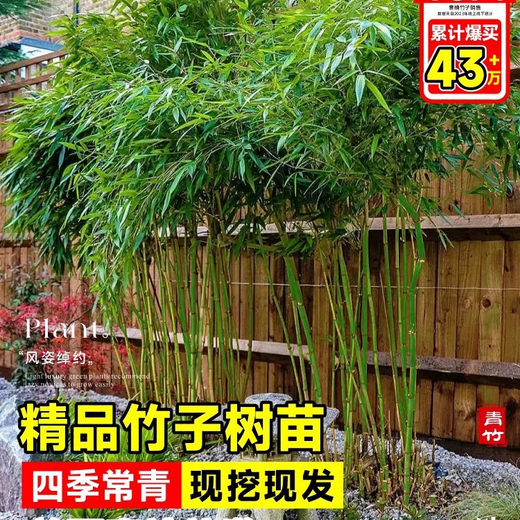 Саженцы бамбука, четырехсезонные морозостойкие растения во дворе, декоративные большие бамбуковые растения в горшках, саженцы фиолетового бамбука, золотой бамбук, зеленые растения бамбука архат.