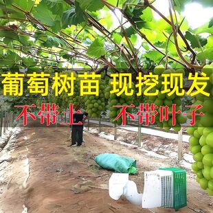 �޷�ꖹ�õ�������������ϱ����ͺ����ј��m�o���ļ��NֲԺ����