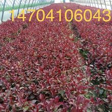 红叶李小苗 红叶李杯苗批发 红叶李树 红叶李球 红叶李小苗价格