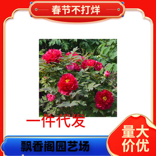 һ�����lĵ���������Դ���������ڎ�����ĵ�����N�p֦�ذ껨��ĵ