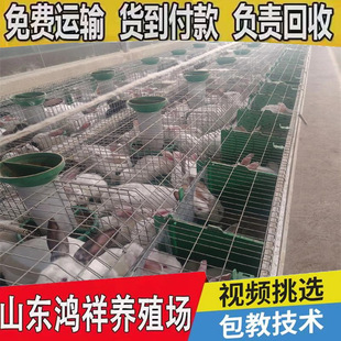 ɽ�|�������÷N����جF؛���������m���÷N����\ݔ���÷N�����l