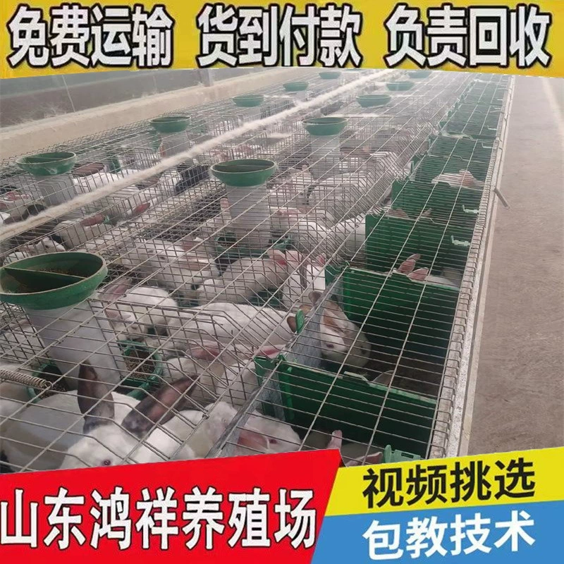 Шаньдун Хунсянг поставляет рассаду мясных кроликов из Новой Зеландии с доставкой оптом.