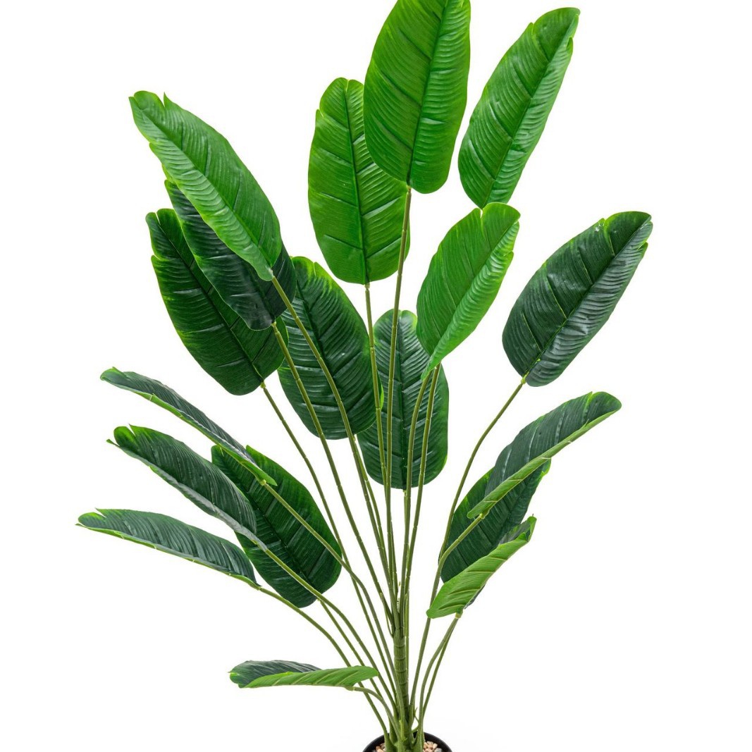 El plátano de viaje tiene 18 cabezas de largo (sin maceta)