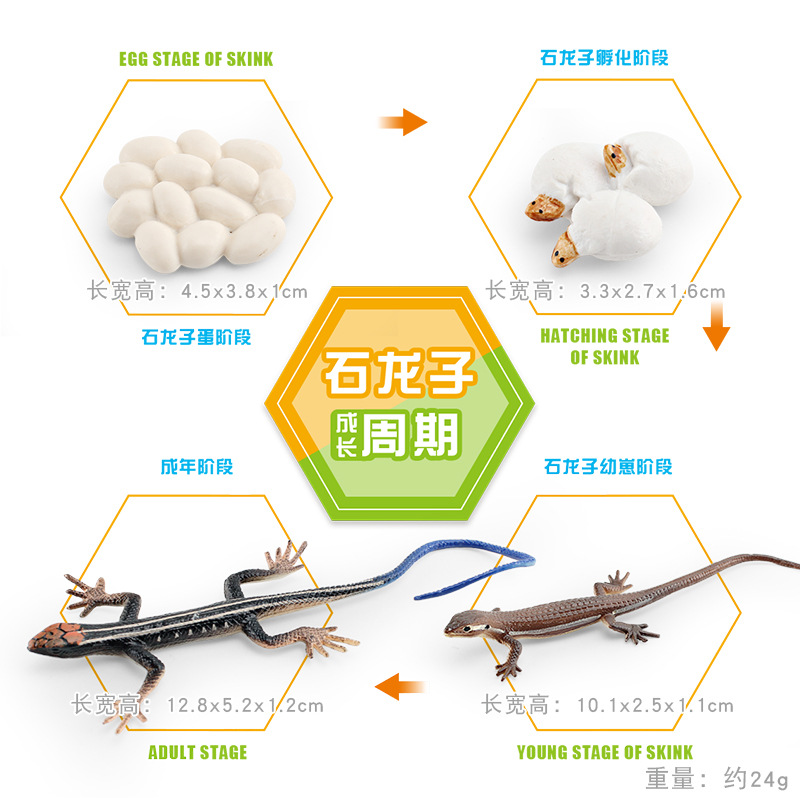 Modelo animal de simulación al por mayor de pollo pato ganso mariposa tortuga Rana ciclo de crecimiento Montessori material didáctico adornos hechos a mano