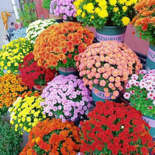 �ջ����Ԏ�����������¾�ǧ�^���ļ��_���҃�����B����ֲ��