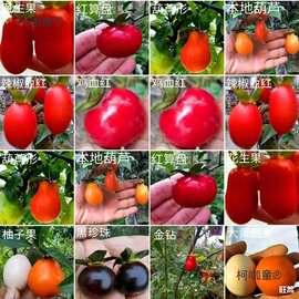 盆栽盆景有挂果老鸭盆景树苗可嫁接枝条金弹子柿子树观果带麦太保