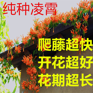 Lingxiao Flower Seedlings Climbing Vines Courtyard Greening Climbing Florals Creeper Seedlings Wisteria Potted Balcony