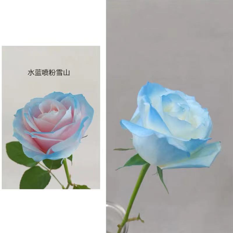 Internet celebridad ciruela negro rosa púrpura flores autopintadas agente de pulverización de color tinte floral spray colorante