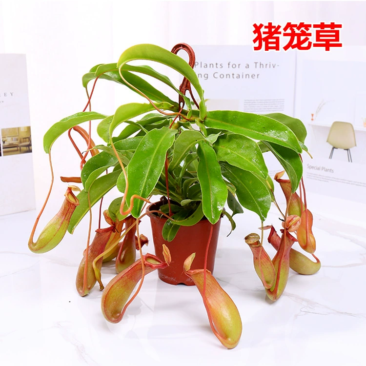 Кувшин растение Горшечное растение цветок комнатный репеллент от комаров зеленое растение балкон Ловец Кордицепс ест Кордицепс bracketplant очищающий воздух