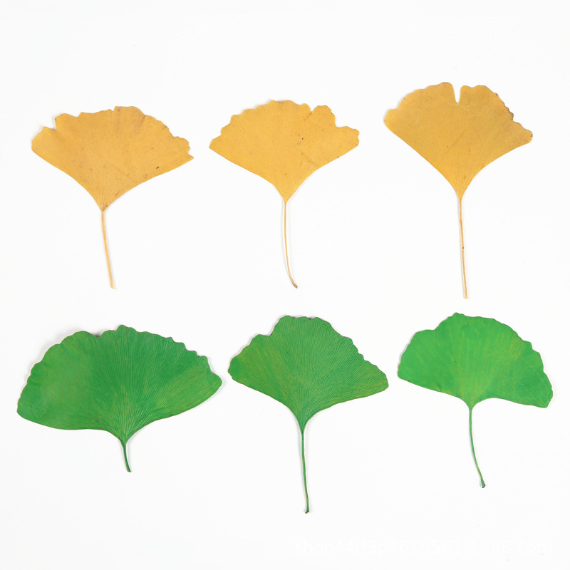 Ginkgo biloba dried flower embossed flower nail beauty makeup material natural real flower plant specimen glue drop handmade material