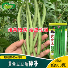 黄金豆豆角种子 农田菜地春秋蔬菜架豆豆角籽纤维少无筋饱满易种