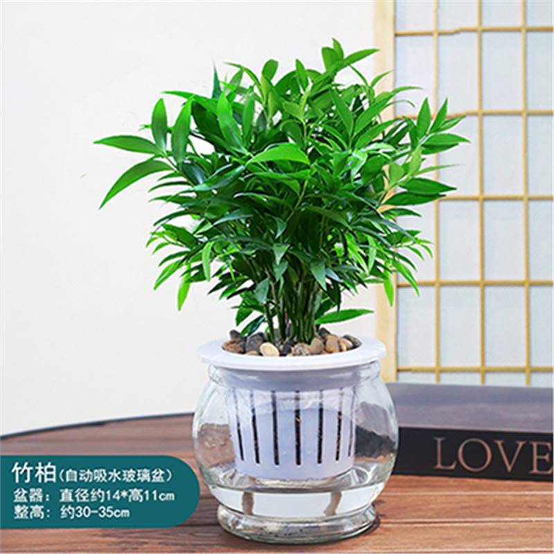 엄선된 대형 모기퇴치대나무 10그루(겨울멜론 흡수통) + 영양액