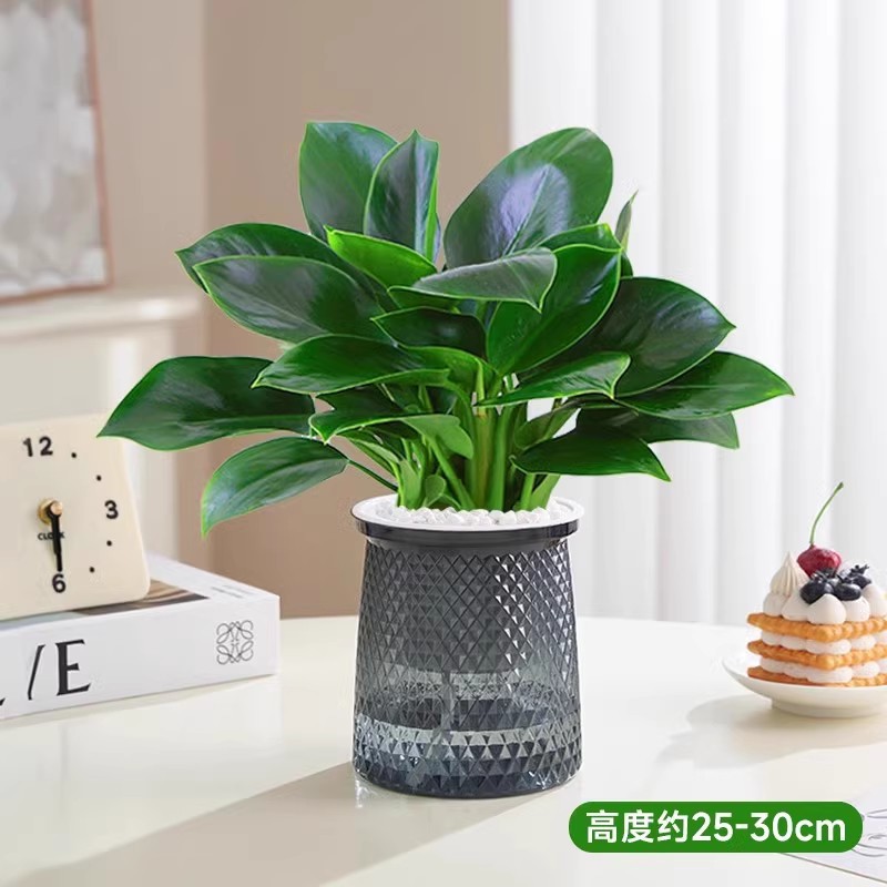 [두인 핫모델] 25-30cm 황금 다이아몬드 3개 + 별수분흡수대 + 영양액