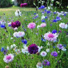 批发宿根【矢车菊种子】蓝色矢车菊花籽四季播种花海庭院道路花卉