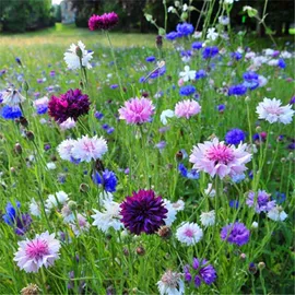 种子;草种子;草坪