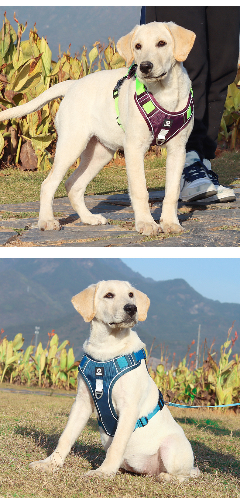 Reflective No-pull Dog Harness And Lead Set For Safety And Comfort_voghion.com