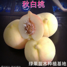 ������� �޽��Ҙ��� �y���� ������ľ ���@�Nֲ ���� ����