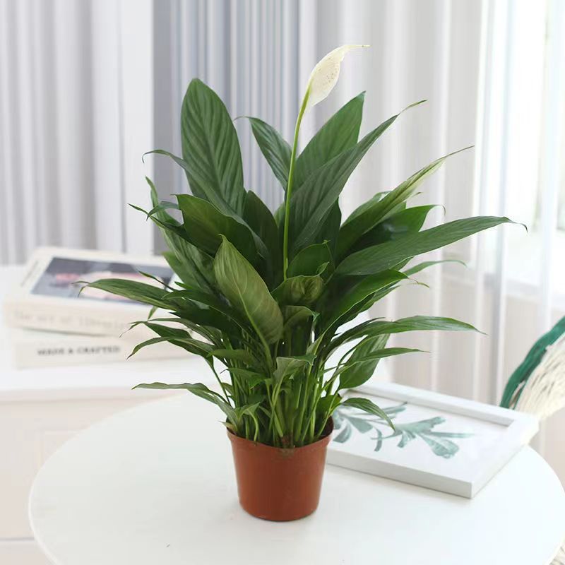 흰색 야자 + 원래 흙 냄비 + 무작위로 분포된 새싹