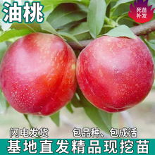 һ�����l���Ҙ����ϱ������Ե���ͥԺ�Nֲ�޽Ӵ��Ӳ�������Ә���