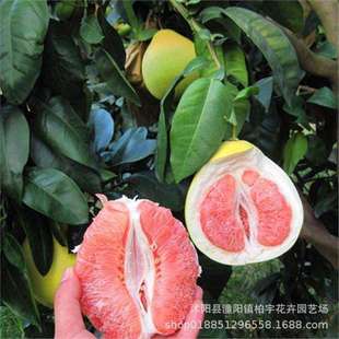 ���羳��؛�����ӷN�Ӽt���ַN�ӏV��ɳ�����Ӹ߮a����N�ӷ�����