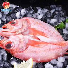 海捕魚水產冷凍開背紅魚整條海鮮批發 酒店燒烤煲湯新鮮開背紅魚