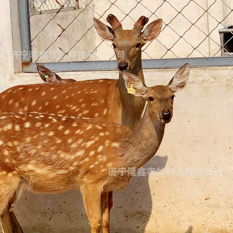 Перспективы разведения пятнистых оленей
