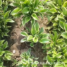 玉簪花 观花观叶植物 紫花玉簪 品种玉簪 金边玉簪