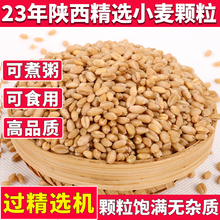 23年新货小麦颗粒食用磨面药引麦芽糖发芽苗草种子榨汁酿酒麦子