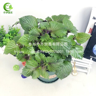 ̨���B�����̨�����K�~�Gֲ�������K��ʳ��ȥ���ļ������������