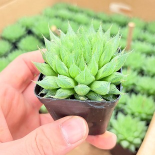 ˮ��ɏ��¶����ֲ���҃����Ԍ�ɏ�����S�����¶���������Ҋ