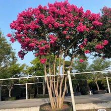 丛生紫薇树苗庭院种植大型紫薇花盆栽美国红火箭绿化风景树苗常绿