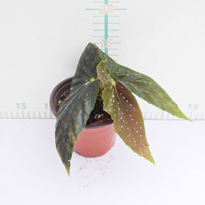山姆玫瑰120#3-4葉