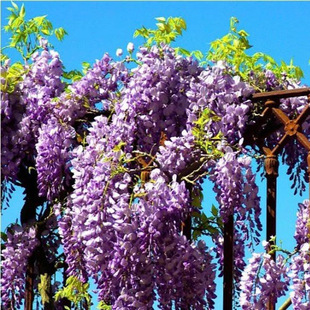 Wisteria Saplings, Courtyard Scaffolding, Greening Flower Seedlings, Selected Climbing Vines and Multi-Flower Plants, Outdoor Four-Season Flowering Climbing Potted Plants
