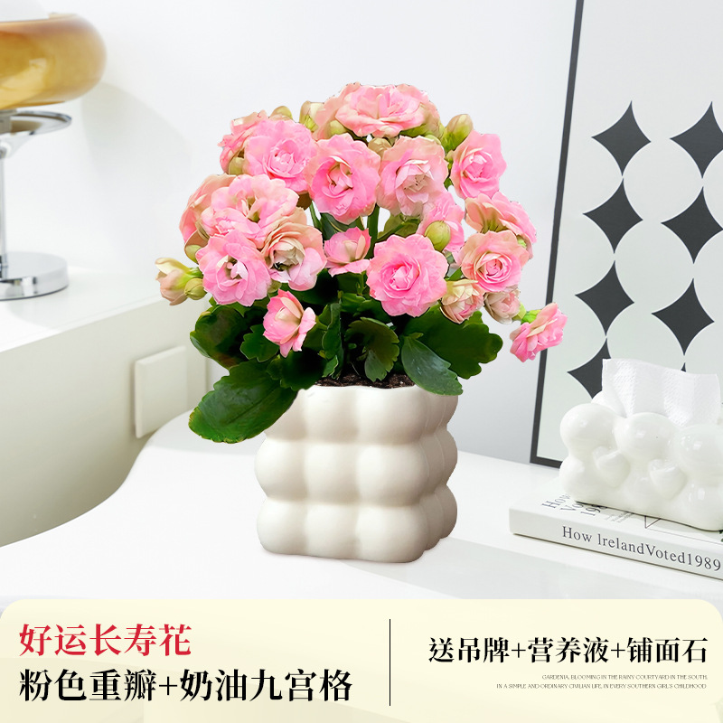 [핑크 더블꽃] 행운장수꽃 + 크림나인스퀘어 (무료 봄태그 +