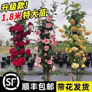 1.6m Rose Seedlings, Large Vines, Rose Climbing Vines, Green Plants, Balcony Blooming in All Seasons, Courtyard Florals, Potted Plants, Wall Climbing