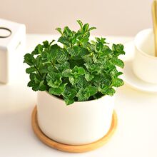 ���������҃ȾGֲ���ʿ�ʳ��ˮ���k��������Сֲ���̨���¿՚�