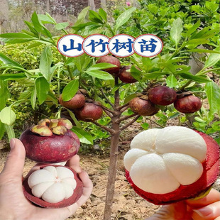 ���Iһ��һ��̩���o��ɽ��������̨�����Ե����Ϸ������ļ��Nֲ