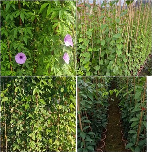 Climbing Morning Glory, Five-Clawed Golden Dragon, Garlic Vine, Oil Hemp Vine, Gentleman, Firecracker Flower, Vine Plant